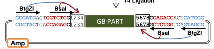 Diagram showing the GoldenBraid vector structure