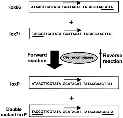 Diagram showing irreversible Cre integration using modified lox66 and lox71 sites