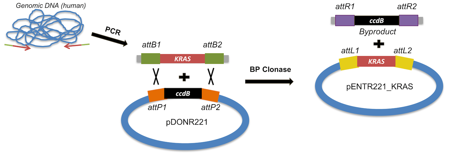Gateway BP reaction diagram showing integration of PCR product into donor plasmid