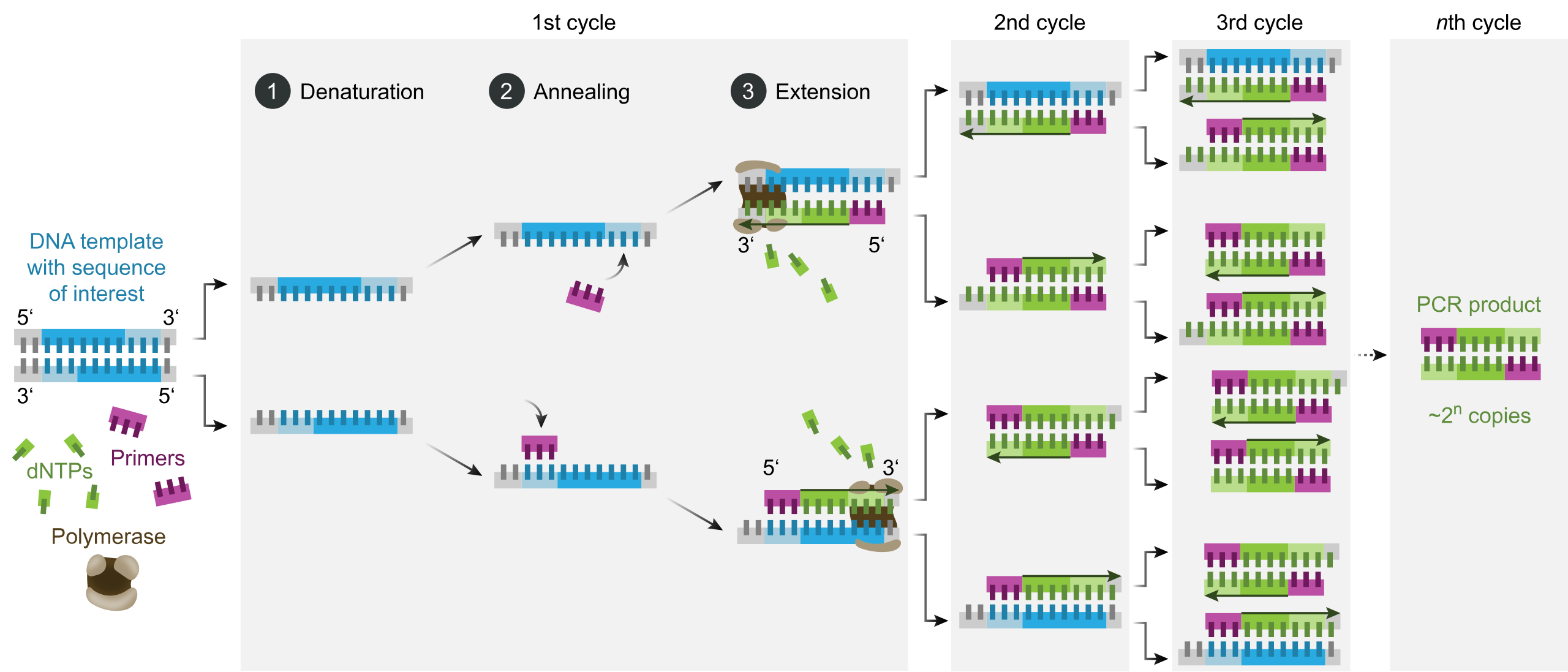 PCR process diagram showing denaturation, annealing, and extension cycles